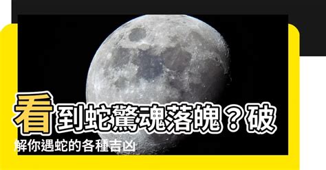 晚上看見蛇有什麼徵兆|【看到蛇是什麼意思】蛇出沒該如何應對？民俗專家：看到蛇必做。